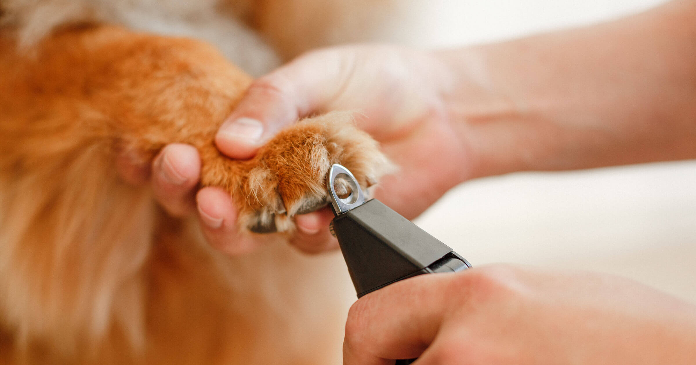 pet-grooming-post-03
