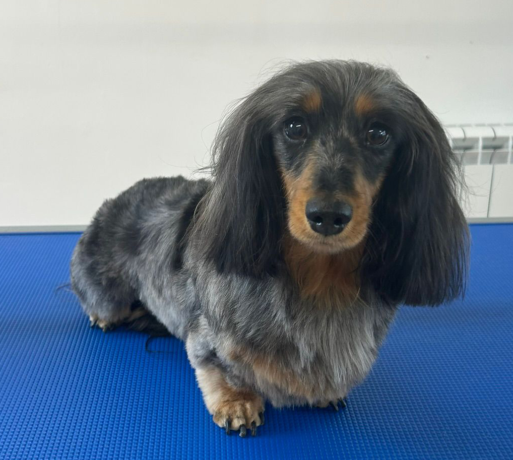 Dog5b_2