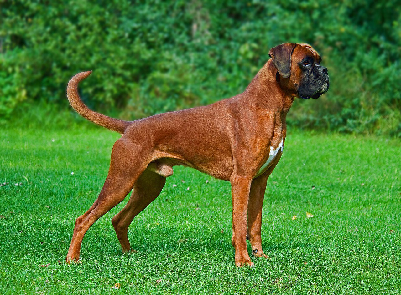 boxer1
