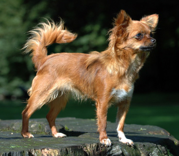 chihuahua1