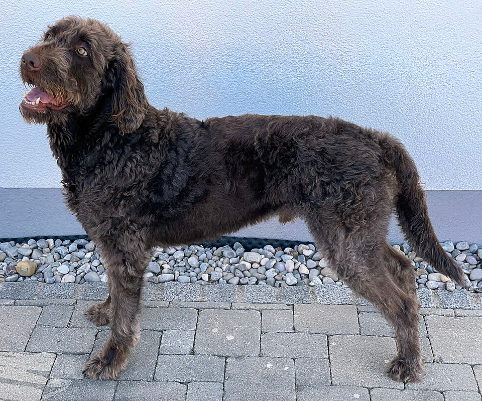 labra1