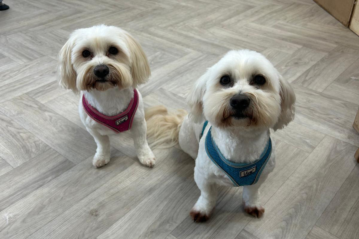 two doggies_b